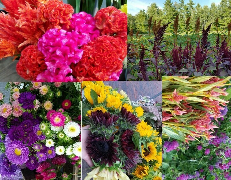 Tray of Late Season Cut Flower Plants
