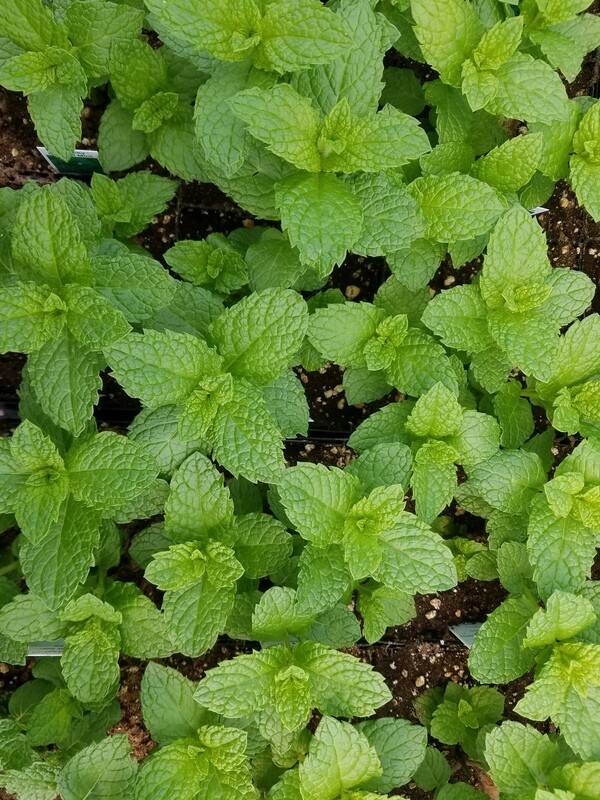 Herb Plant Assortment for Early Planting