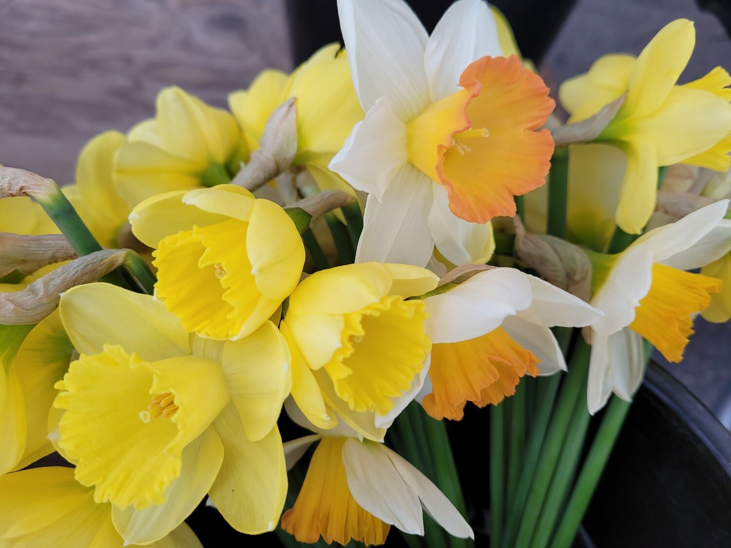 daffodil bulb grab bag