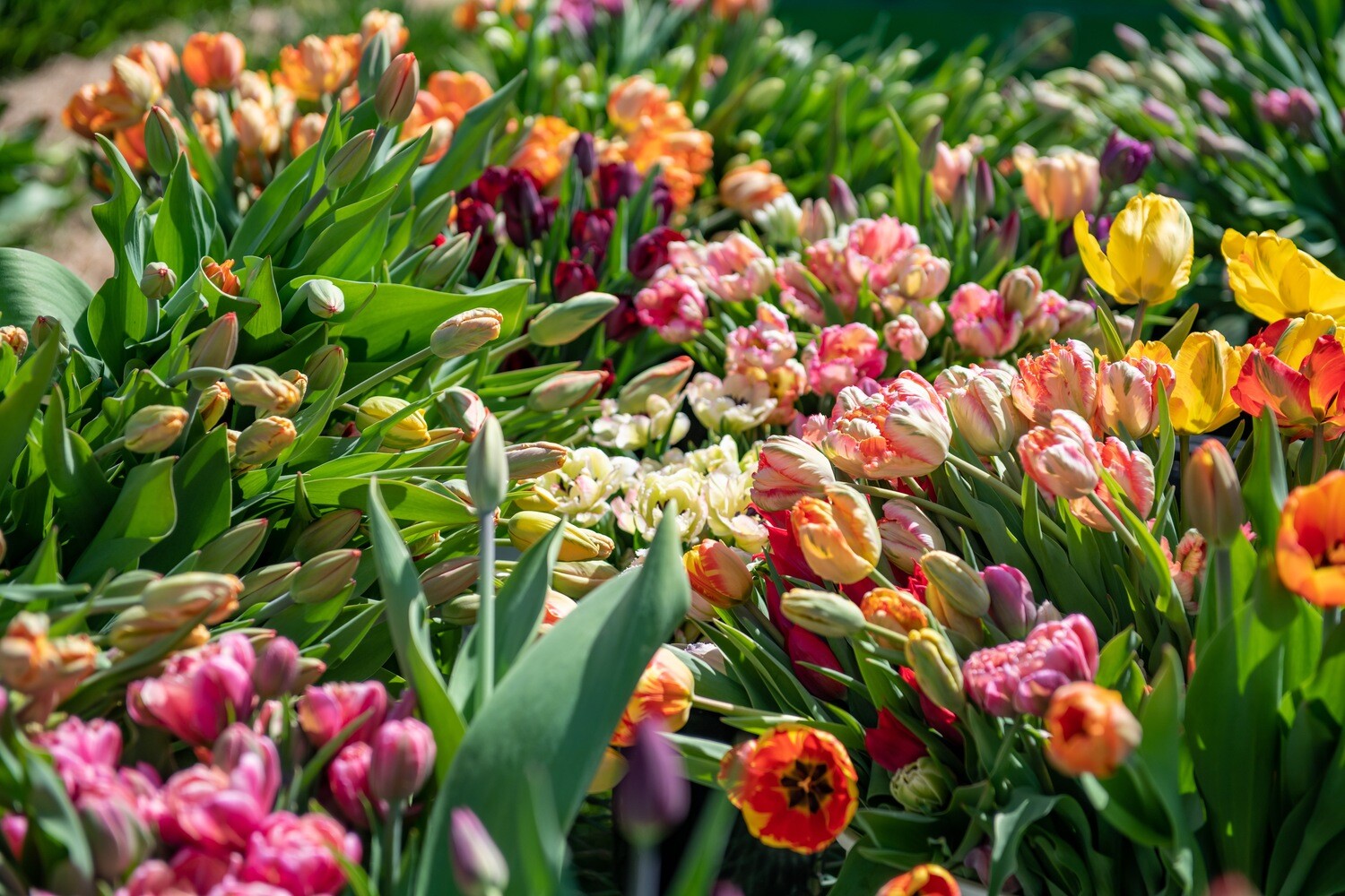 Tulip Bonanza Share Spring 2026