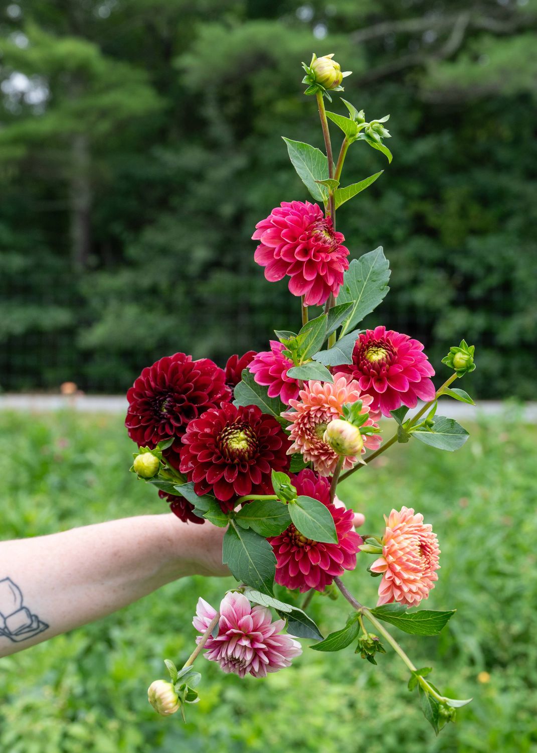 Dahlia Dreamboat 2026