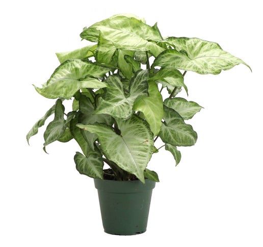 Live Houseplants - 3" plants