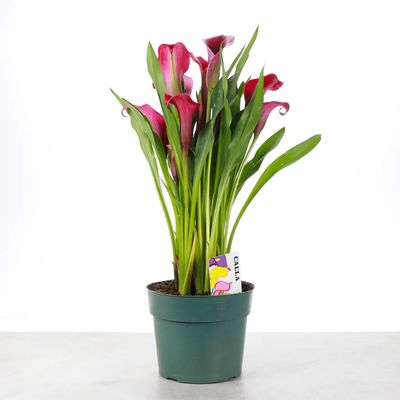 Calla Lily  - Assorted Colors