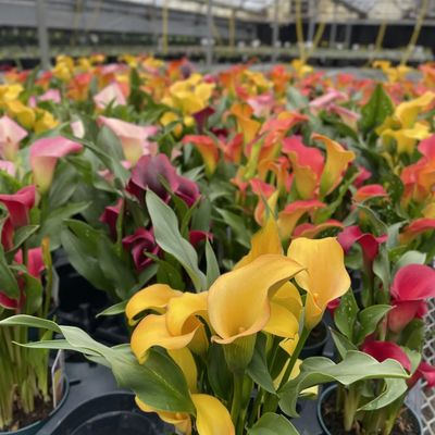 Calla Lily  - Assorted Colors