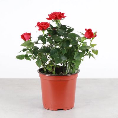 Blooming Rose - 4" Pot