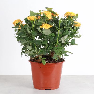 Blooming Rose - 6" Potted