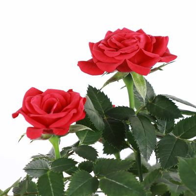 Blooming Rose - 6" Potted