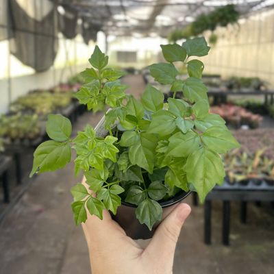 China Doll - Live Plant