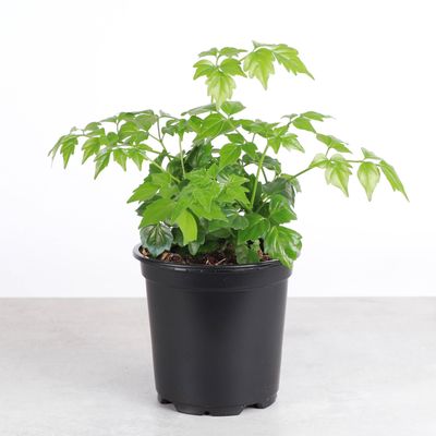 China Doll - Live Plant