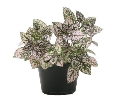 Pink Splash Plant - Live Plant