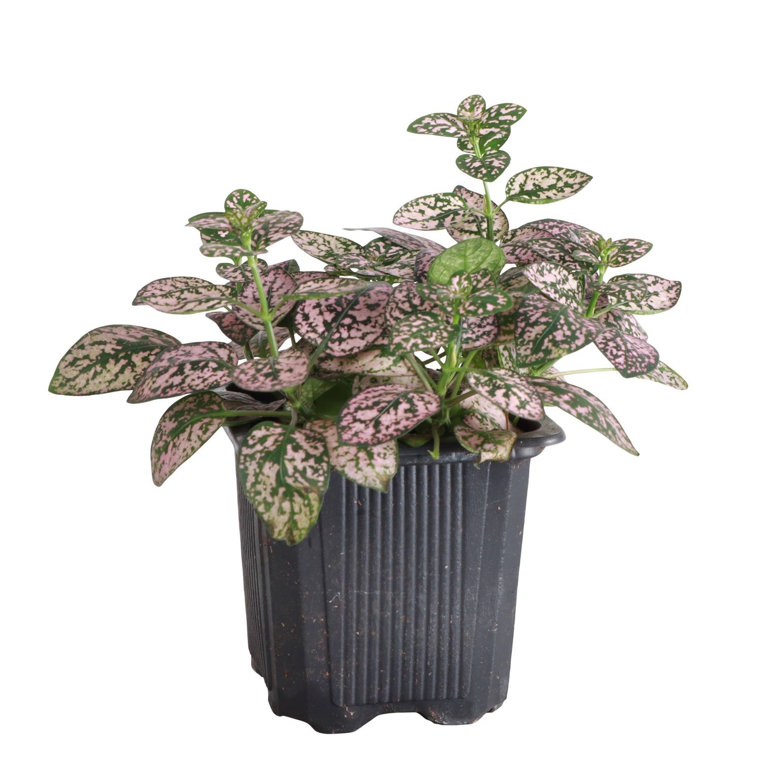 Pink Splash Plant - Live Plant, Size: 4"
