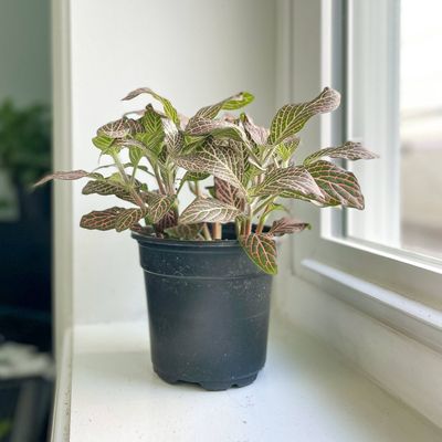 Pink Fittonia Nerve Plant - Live Plant
