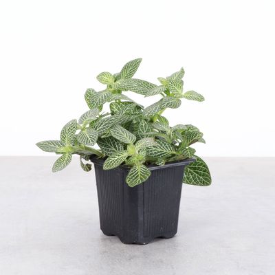 White Fittonia Nerve Plant - Live Plant