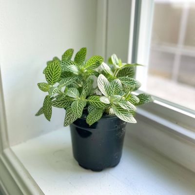 White Fittonia Nerve Plant - Live Plant