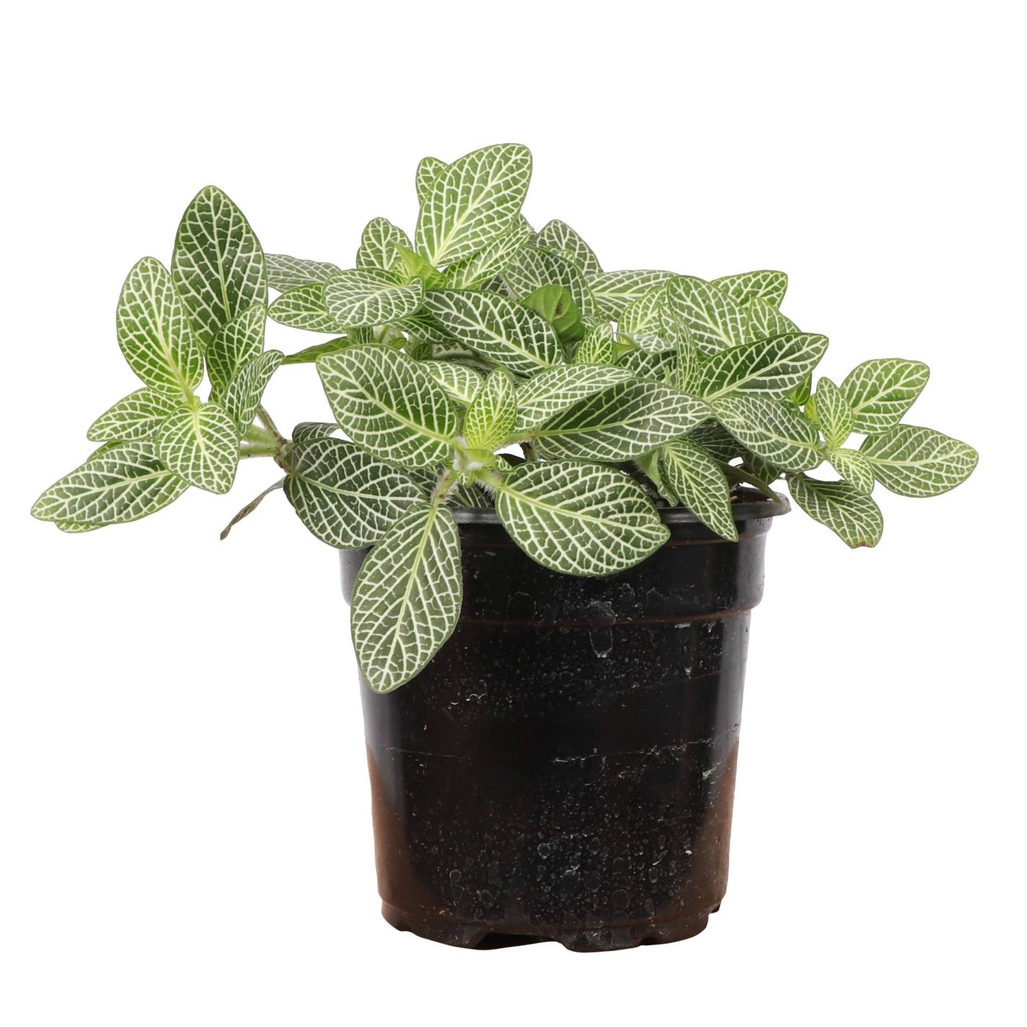 White Fittonia Nerve Plant - Live Plant, Size: 6"