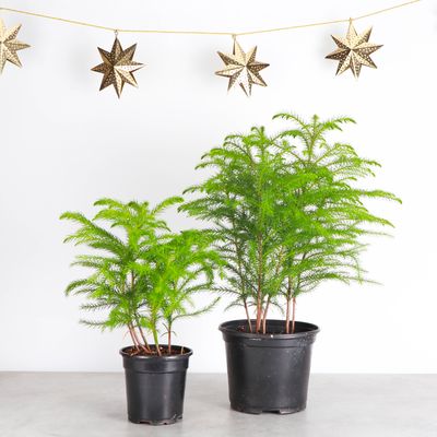 Norfolk Island Pine -  Live Plant