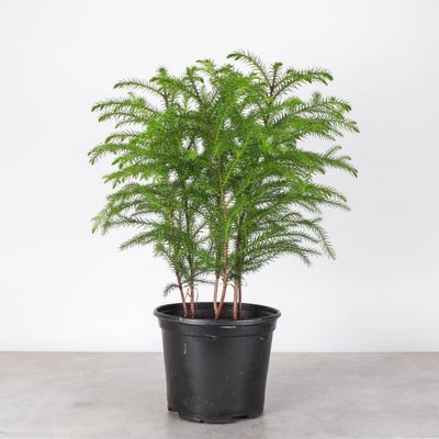 Norfolk Island Pine -  Live Plant