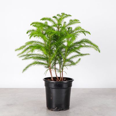 Norfolk Island Pine -  Live Plant