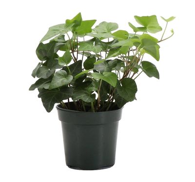 English Ivy
