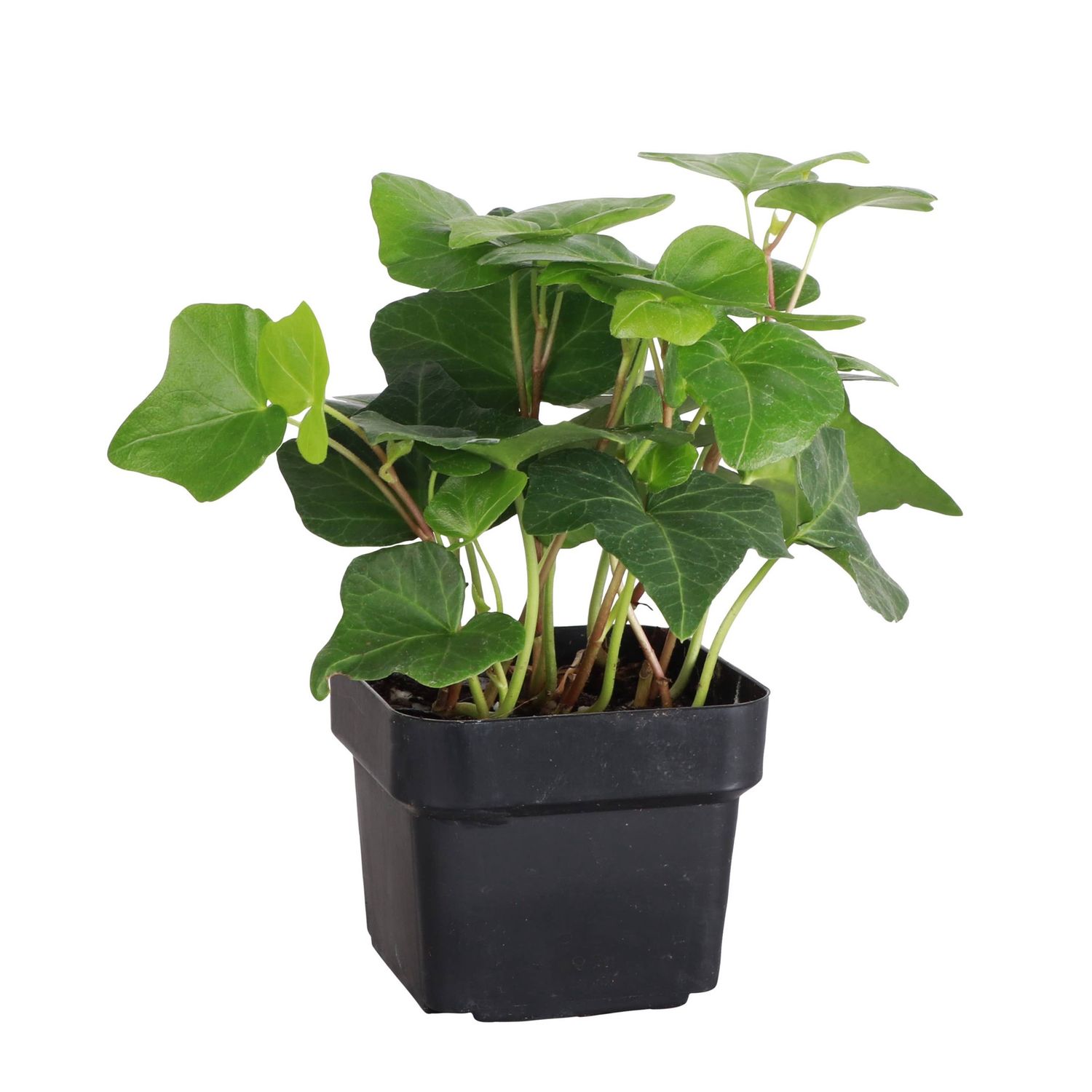 English Ivy - Live Plant, Size: 5"
