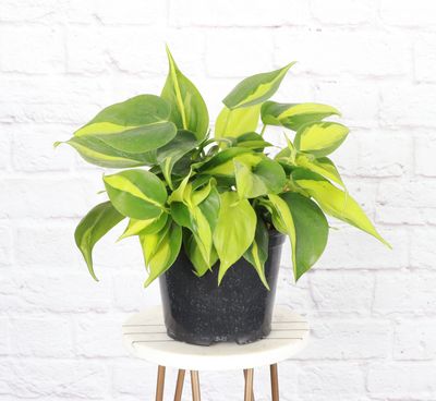 Brazil Philodendron - Live Plant