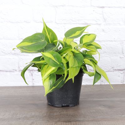 Brazil Philodendron