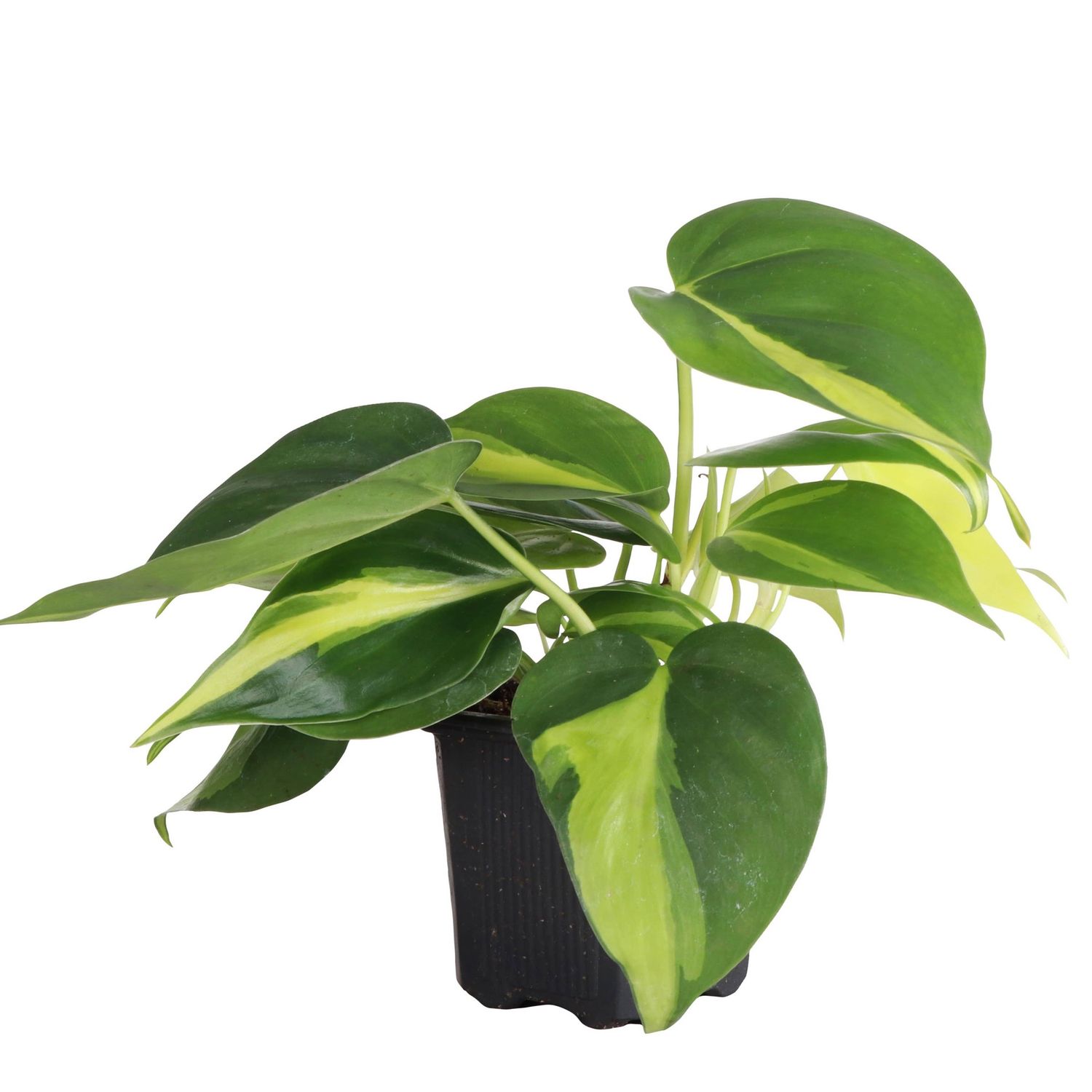 Brazil Philodendron - Live Plant, Size: 4"