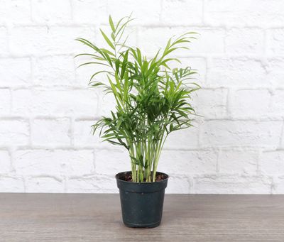 Neanthe Bella Palm, Parlor Palm - Live Plant