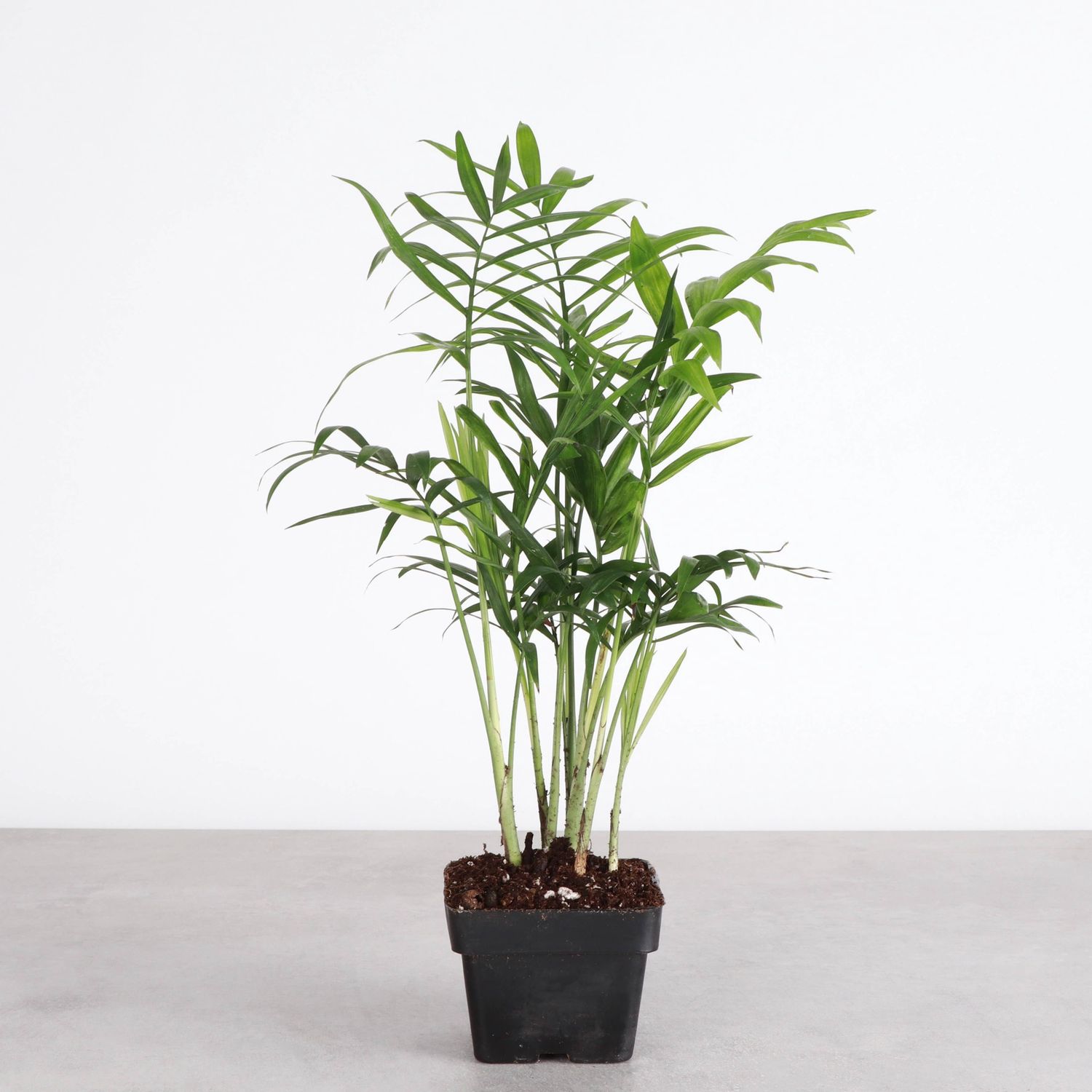 Neanthe Bella Palm, Parlor Palm - Live Plant, Size: 6"