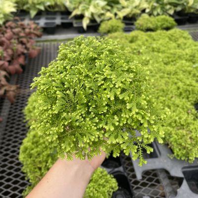 Gold Club Moss Fern - Live Plant