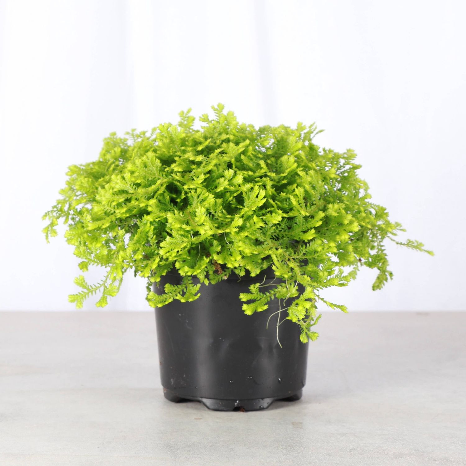 Gold Club Moss Fern - Live Plant