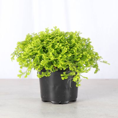 Gold Club Moss Fern - Live Plant