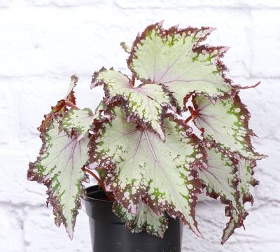 Rex Begonia - 4" Live Plant - Assorted Color