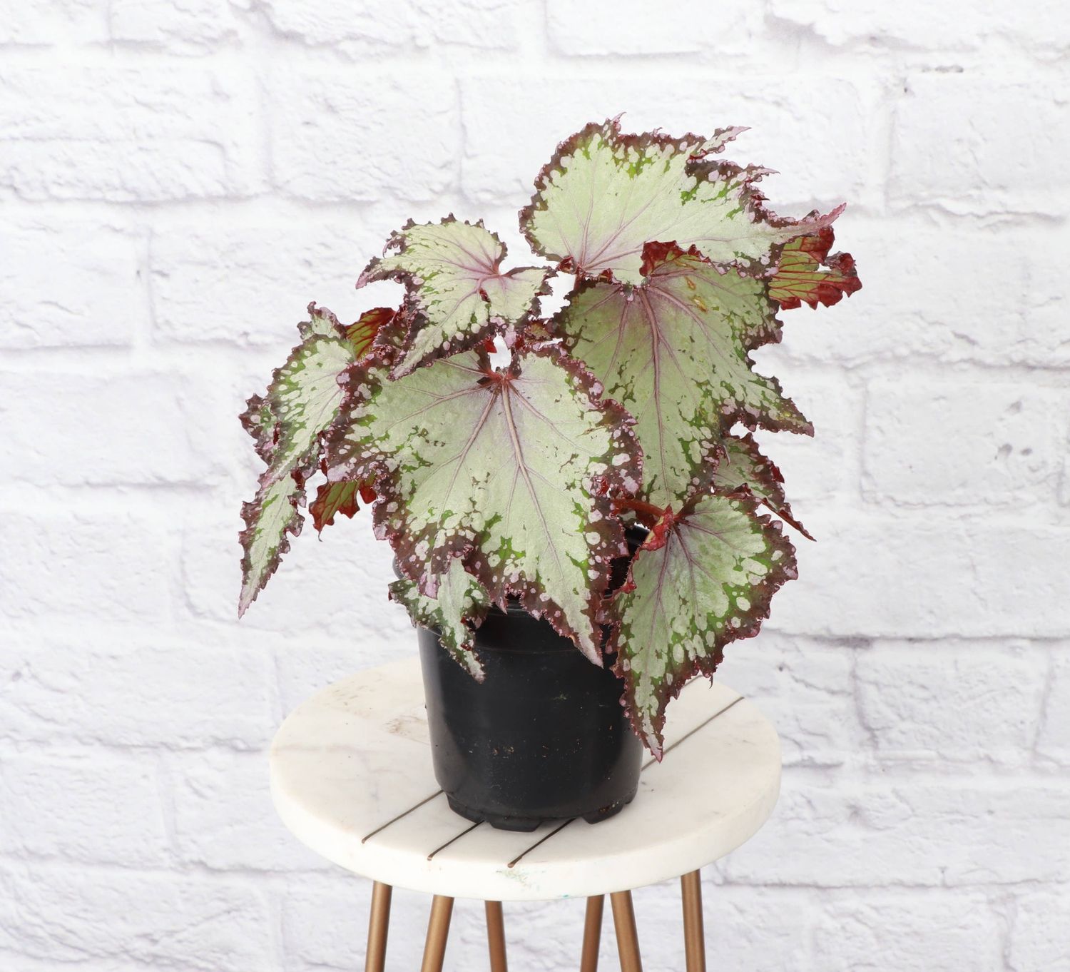 Rex Begonia - 4" Live Plant - Assorted Color