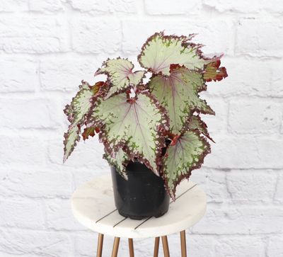 Rex Begonia - 4" Live Plant - Assorted Color