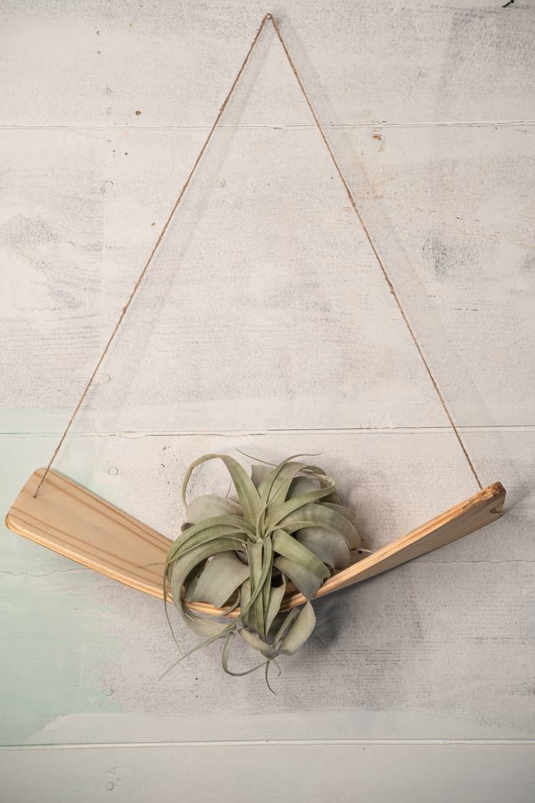 Xerographica Air Plant Hammock Hanger
