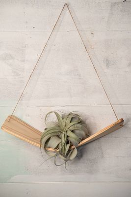 Xerographica Air Plant Hammock Hanger