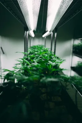Seeds &amp; Clones