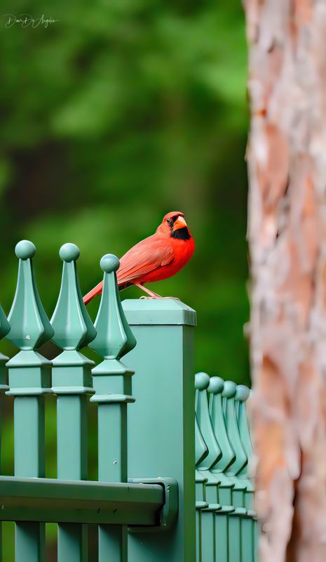 Cardinal on Guard