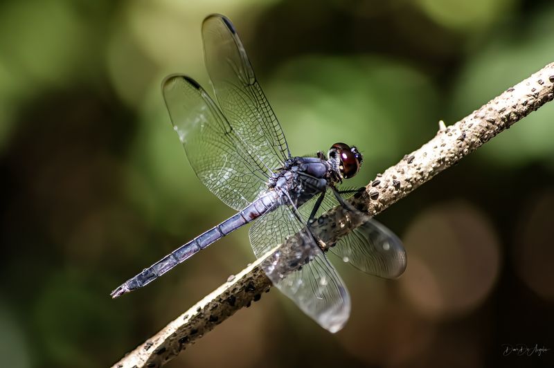 Dragonfly Chillin'