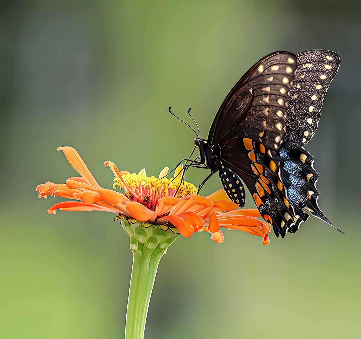Butterfly Pit Stop