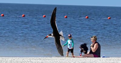 Bird At the Beach