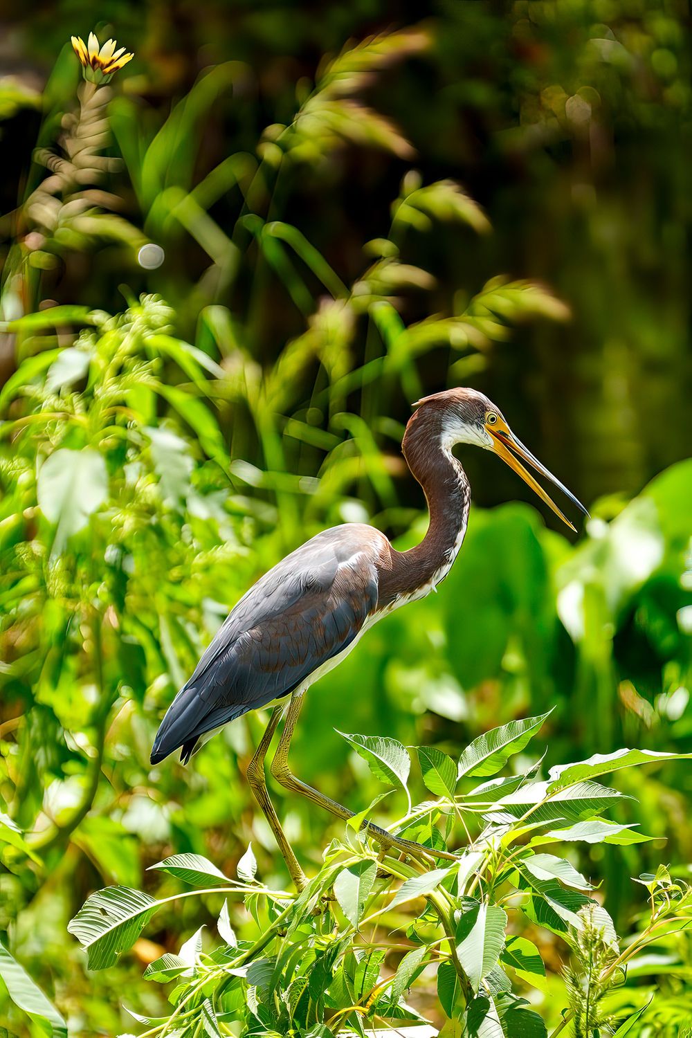 Bird Posing for a Meal