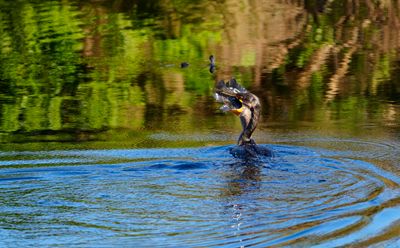 Lunch Time for the Cormorant