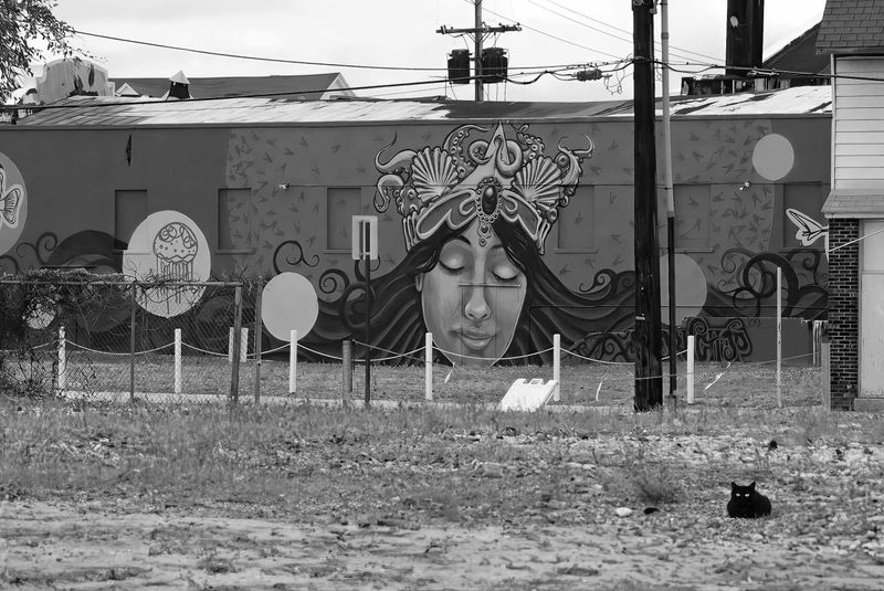 Black Cat on Black &amp; White