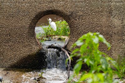 Egret Hide &#39;N Seek