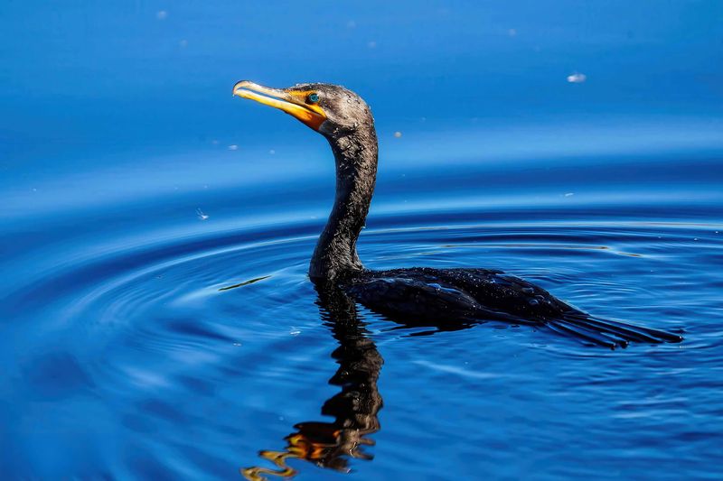 Cormorant Wading