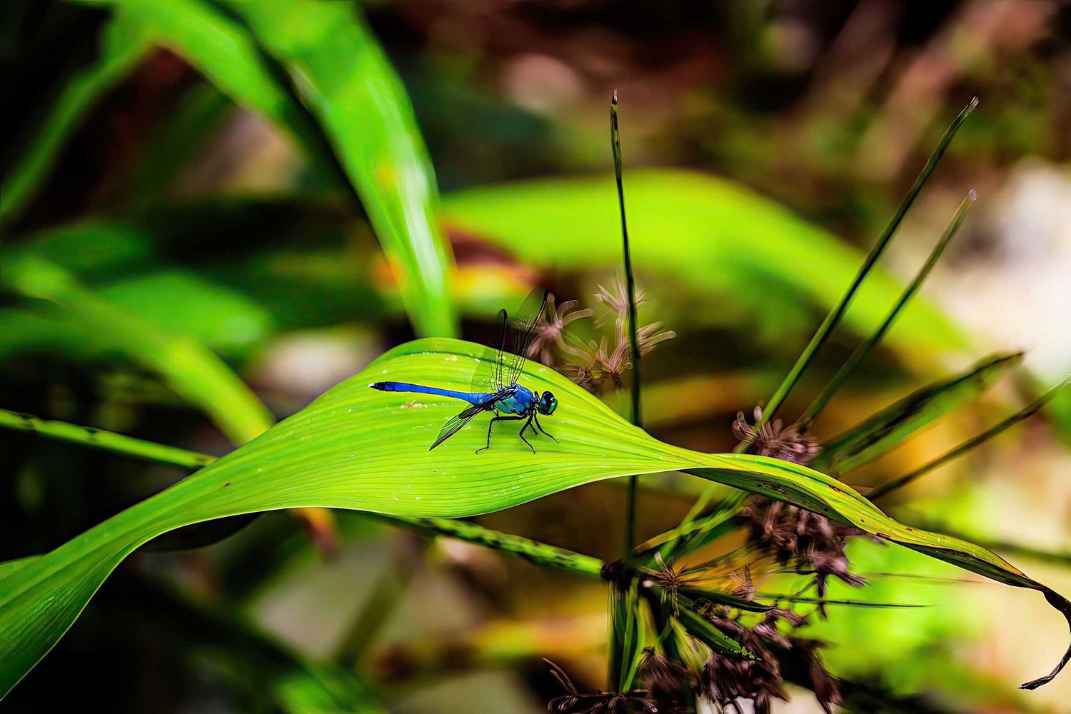 Dragonfly on Leaf