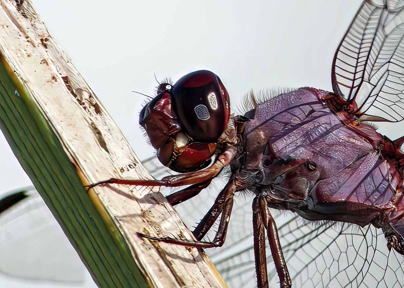Dragonfly Up Close and Personal