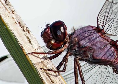 Dragonfly Up Close and Personal